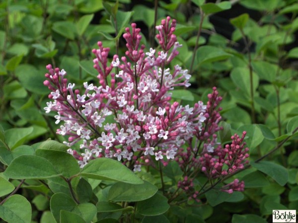 Syringa 'Tinkerbelle' ® -kleinblättriger Herbstflieder-