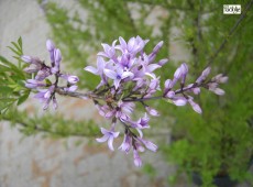 Syringa afghanica (Syringa protolaciniata) -afghanischer Flieder-