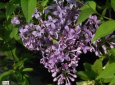 Syringa chinensis 'Saugeana' -chinesischer Flieder-