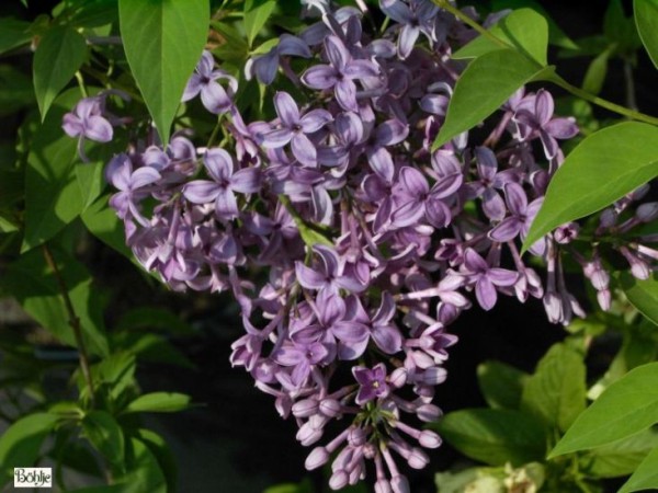 Syringa chinensis 'Saugeana' -chinesischer Flieder-