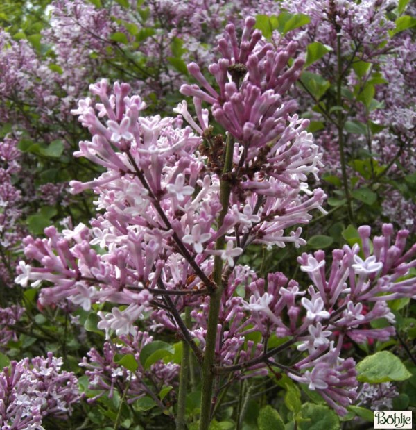 Syringa meyeri 'Palibin' -Zwergduftflieder-