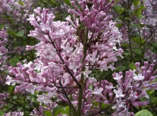 Syringa meyeri 'Palibin' -Zwergduftflieder-