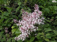 Syringa microphylla 'Superba' -kleinblättriger Herbstflieder-