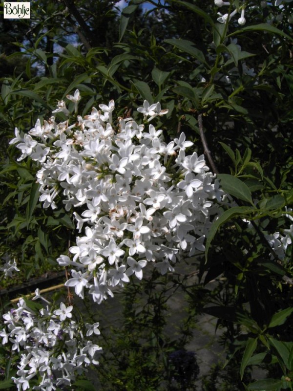 Syringa persica 'Alba' -persischer Flieder-