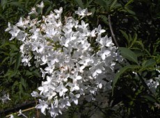 Syringa persica 'Alba' -persischer Flieder-