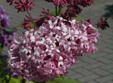 Syringa prestoniae 'Miss Canada' -botanischer Flieder-