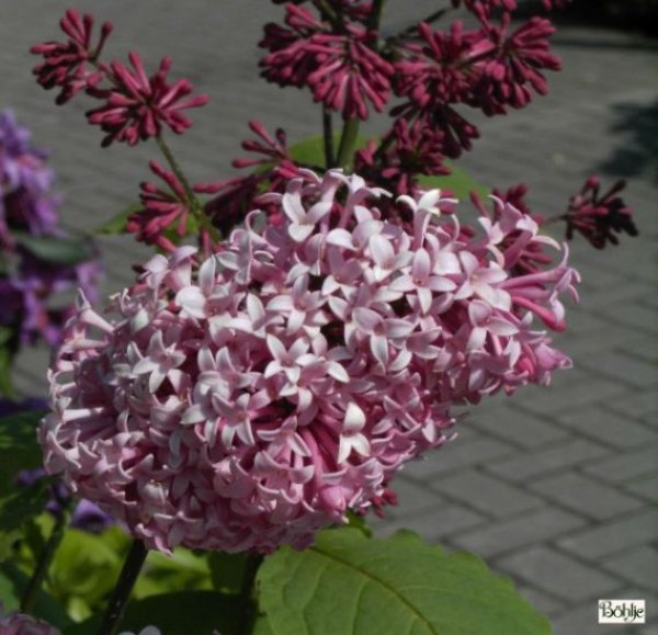 Syringa prestoniae 'Miss Canada' -botanischer Flieder-