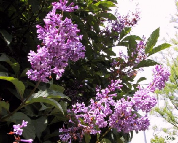 Syringa 'Royalty'