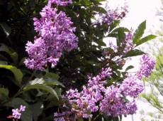 Syringa 'Royalty'