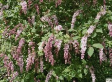 Syringa reflexa -Bogenflieder-