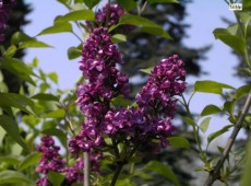 Syringa vulgaris 'Charles Joly' -Flieder-