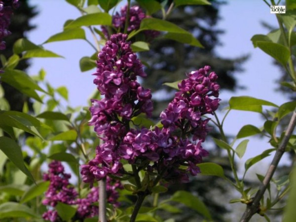 Syringa vulgaris 'Charles Joly' -Flieder-