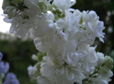 Syringa vulgaris 'Mme. Lemoine' -Flieder-