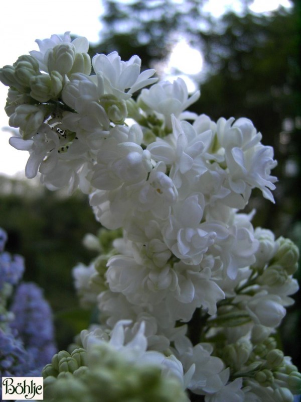 Syringa vulgaris 'Mme. Lemoine' -Flieder-