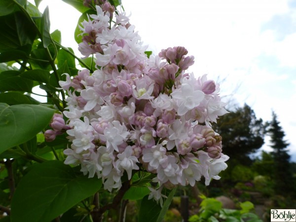 Syringa vulgaris 'Schöne von Moskau' -Flieder-