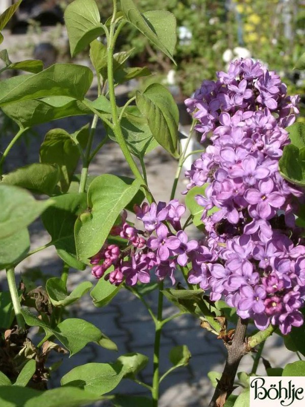 Syringa vulgaris - Flieder -