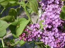 Syringa vulgaris - Flieder -