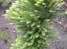 Taxodium distichum 'Pevé Minaret'