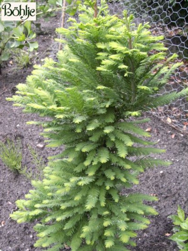 Taxodium distichum 'Pevé Minaret'