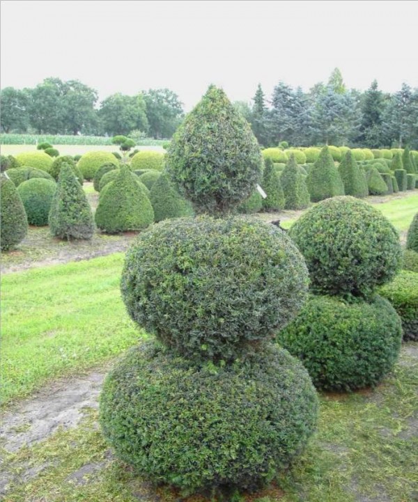 Taxus baccata -Formschnitt-