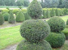 Taxus baccata -Formschnitt-