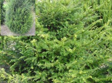 Taxus baccata -Eibe-