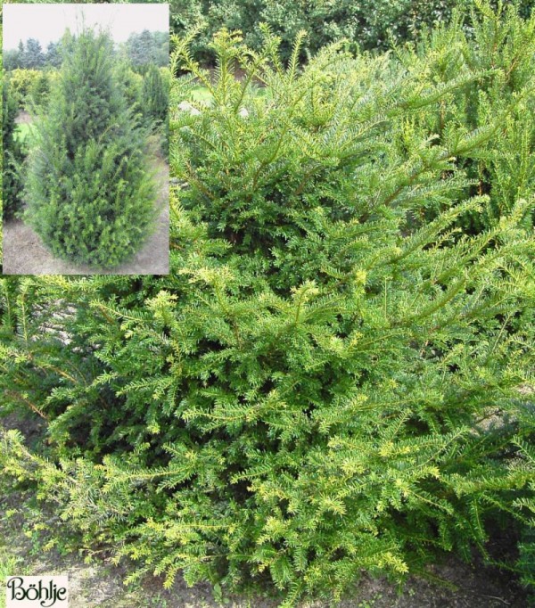 Taxus baccata -Eibe-