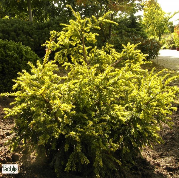 Taxus baccata 'Adpressa Aurea' -Goldeibe-