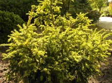 Taxus baccata 'Adpressa Aurea' -Goldeibe-