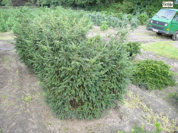 Taxus baccata 'Adpressa' -Eibe-