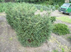 Taxus baccata 'Adpressa' -Eibe-