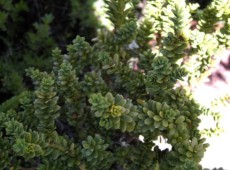 Taxus baccata 'Amersfoort' -Eibe-