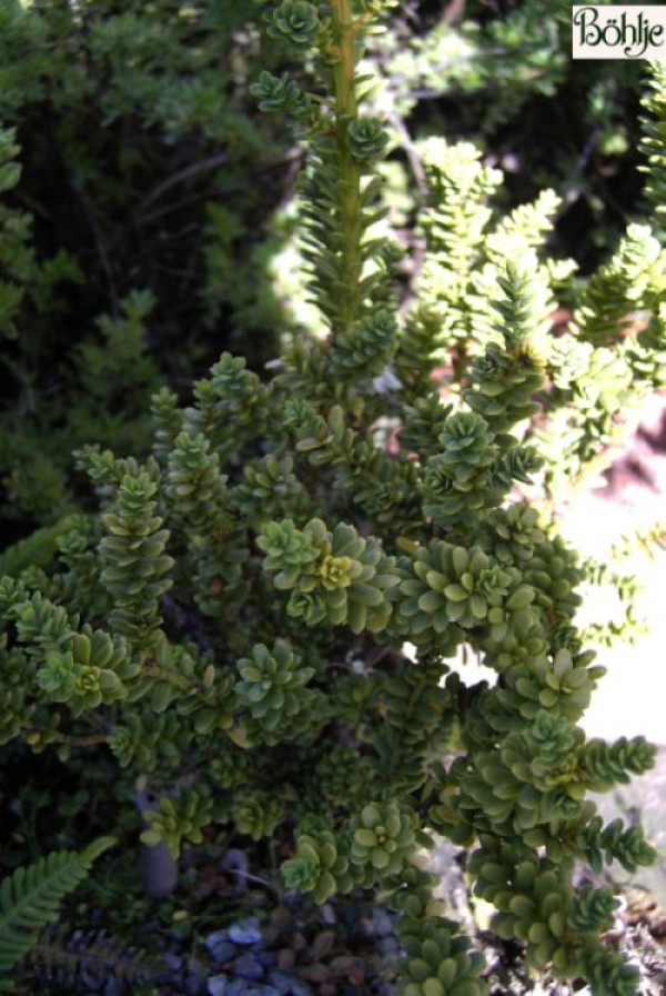 Taxus baccata 'Amersfoort' -Eibe-