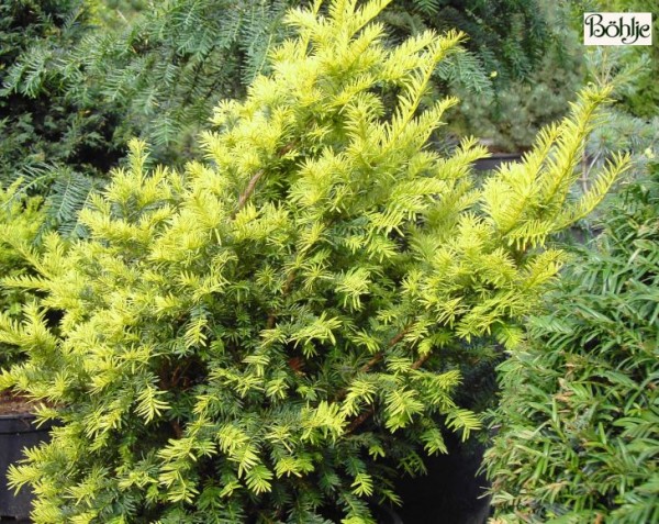 Taxus baccata 'Aurea' -gelbe Eibe-