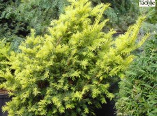 Taxus baccata 'Aurea' -gelbe Eibe-