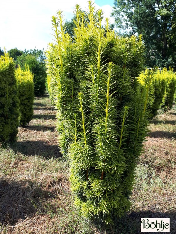 Taxus baccata 'David' 