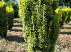 Taxus baccata 'David' 