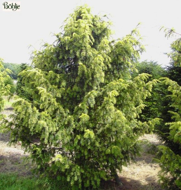 Taxus baccata 'Dovastoniana Aurea' -gelbe Adlerschwingeneibe-