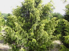 Taxus baccata 'Dovastoniana Aurea' -gelbe Adlerschwingeneibe-