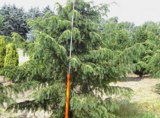 Taxus baccata 'Dovastoniana' -Adlerschwingeneibe-