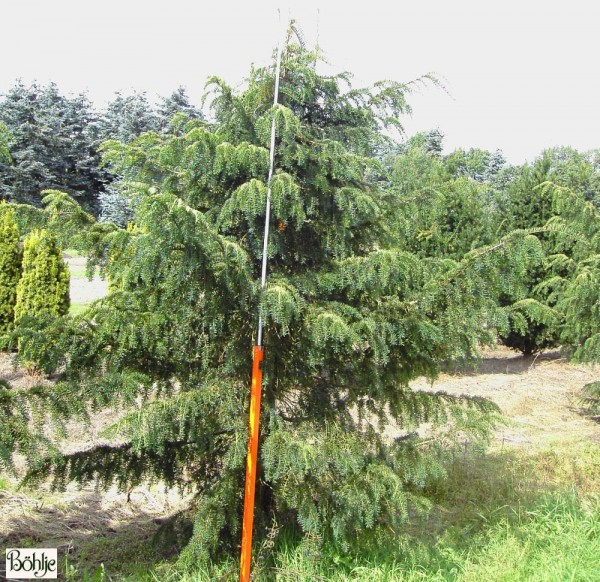 Taxus baccata 'Dovastoniana' -Adlerschwingeneibe-