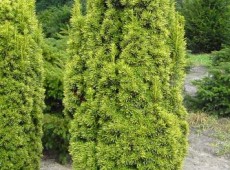 Taxus baccata 'Fastigiata Aureomarginata' -Gelbe Säuleneibe-