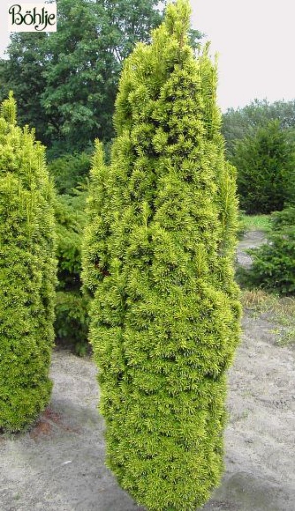 Taxus baccata 'Fastigiata Aureomarginata' -Gelbe Säuleneibe-