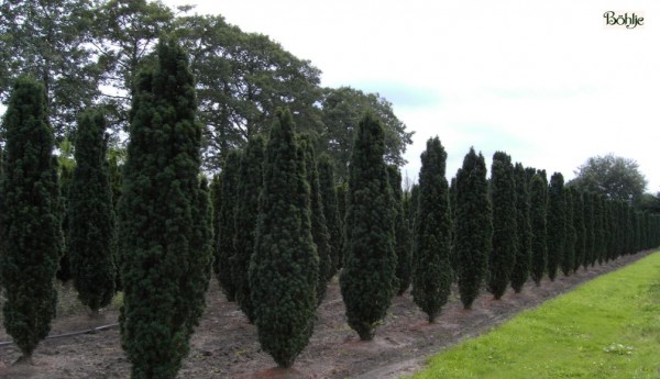 Taxus baccata 'Fastigiata Robusta' -Säuleneibe-