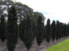 Taxus baccata 'Fastigiata Robusta' -Säuleneibe-