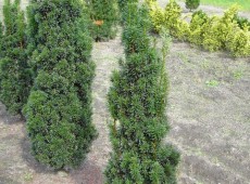 Taxus baccata 'Fastigiata' -irische Säuleneibe-