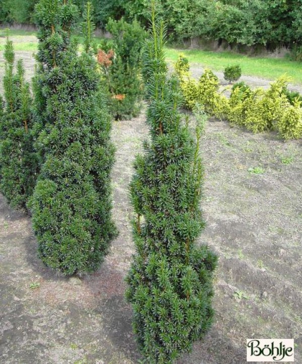 Taxus baccata 'Fastigiata' -irische Säuleneibe-