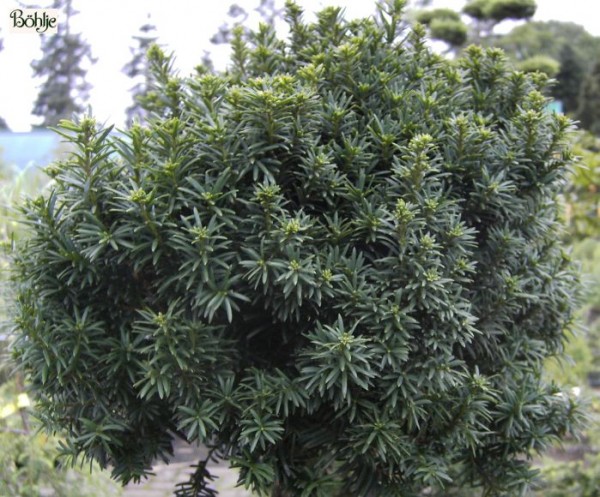 Taxus baccata 'Green Diamond' -Kugeleibe-