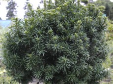 Taxus baccata 'Green Diamond' -Kugeleibe-