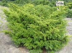 Taxus baccata 'Nissen's Corona' -Kroneibe-